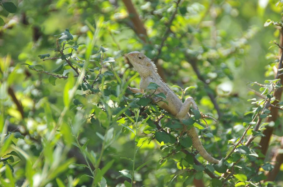 INDIA-JODHPUR-RAO JODHA DESERT ROCK PARK