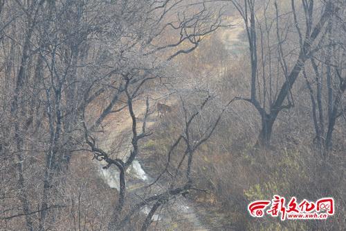 10月26日，珲春摄影师王金生在珲春市哈达门乡马滴达村采风时拍摄到15张东北虎图片，当时这只东北虎正沿着山路往上行走，王金生抓住机会，用3秒钟连拍15张珍贵图片，随后用了24分钟跑了2.5公里，跑回越野车里。[新文化报]