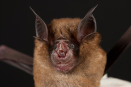 Sars Virus Traced To Bat Species In Yunnan China Org Cn