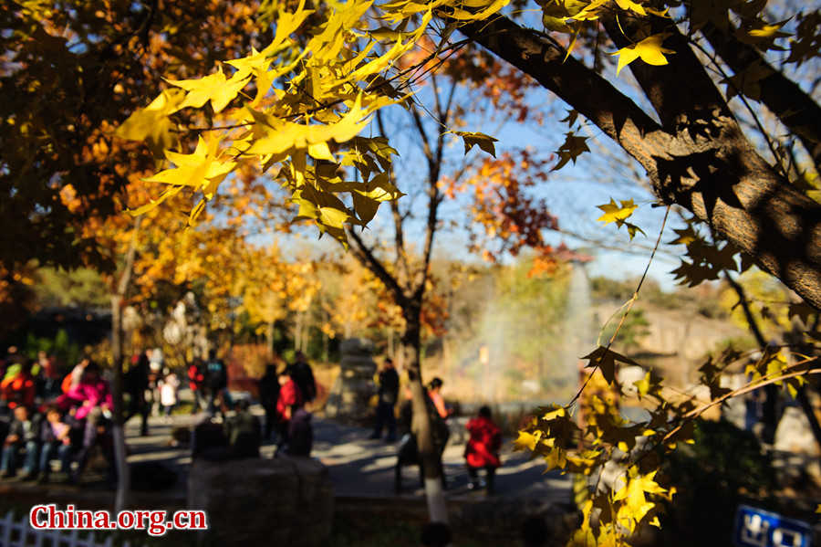 Tens of thousands of people on Sunday rush to the Beigong National Forest Park in the west suburb of Beijing, the Chinese capital, to get an enjoyable glimpse of maple leaves that have already turned glowing golden in late autumn. [Photo / Chen Boyuan China.org.cn ]