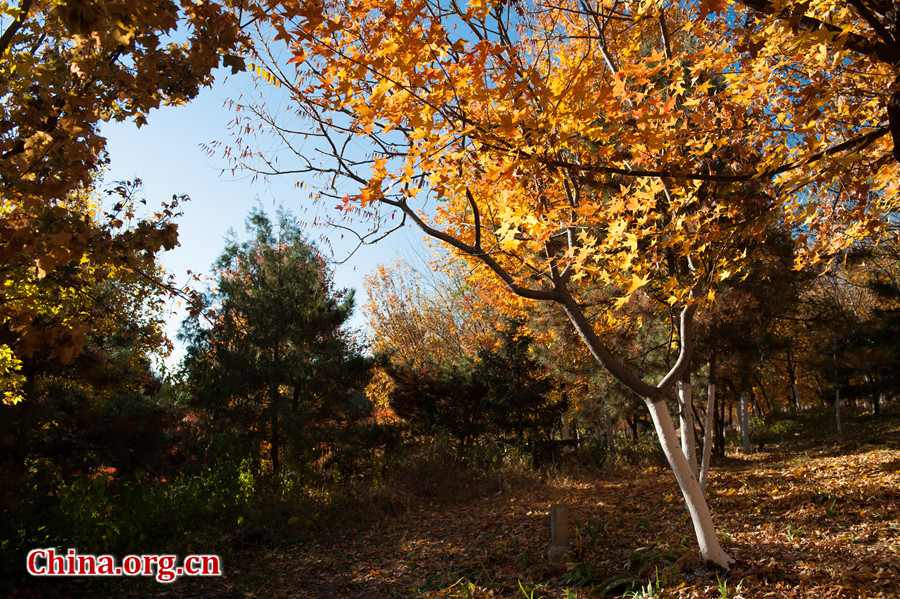 Tens of thousands of people on Sunday rush to the Beigong National Forest Park in the west suburb of Beijing, the Chinese capital, to get an enjoyable glimpse of maple leaves that have already turned glowing golden in late autumn. [Photo / Chen Boyuan China.org.cn ]