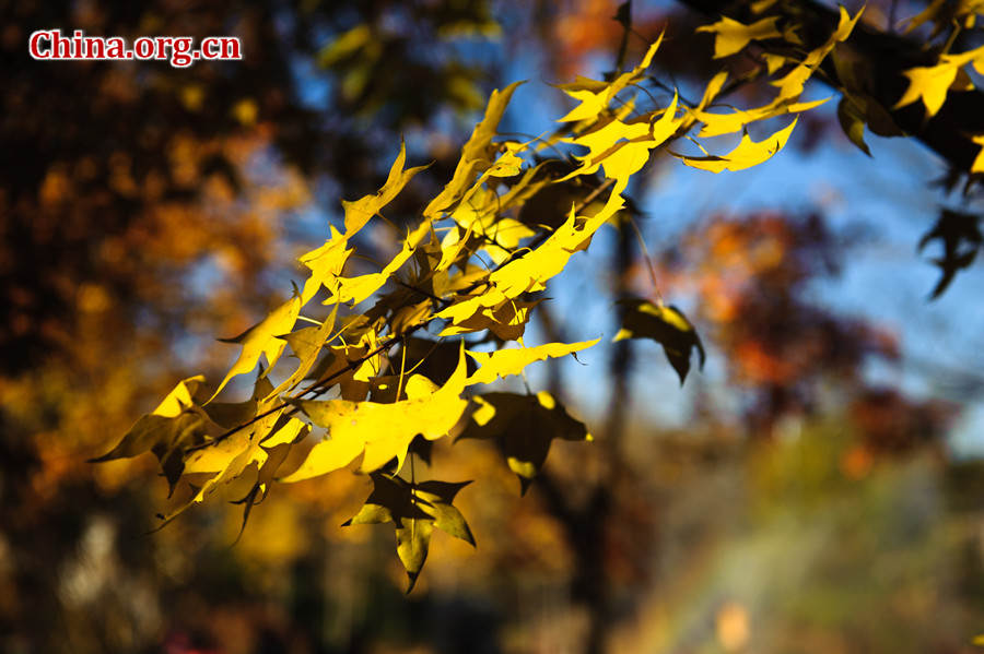 Tens of thousands of people on Sunday rush to the Beigong National Forest Park in the west suburb of Beijing, the Chinese capital, to get an enjoyable glimpse of maple leaves that have already turned glowing golden in late autumn. [Photo / Chen Boyuan China.org.cn ]