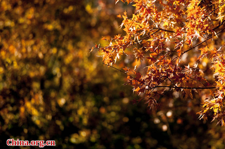 Tens of thousands of people on Sunday rush to the Beigong National Forest Park in the west suburb of Beijing, the Chinese capital, to get an enjoyable glimpse of maple leaves that have already turned glowing golden in late autumn. [Photo / Chen Boyuan China.org.cn ]