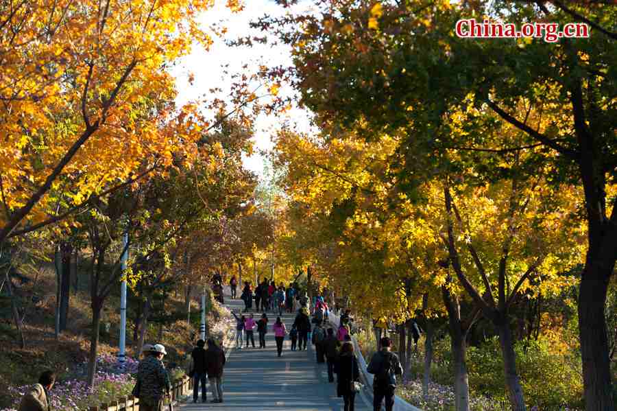 Tens of thousands of people on Sunday rush to the Beigong National Forest Park in the west suburb of Beijing, the Chinese capital, to get an enjoyable glimpse of maple leaves that have already turned glowing golden in late autumn. [Photo / Chen Boyuan China.org.cn ]