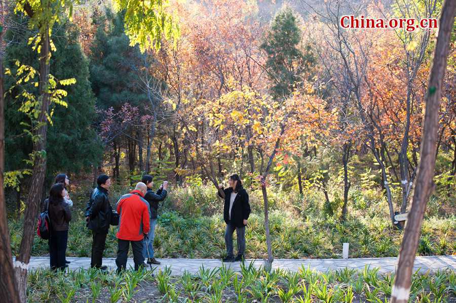 Tens of thousands of people on Sunday rush to the Beigong National Forest Park in the west suburb of Beijing, the Chinese capital, to get an enjoyable glimpse of maple leaves that have already turned glowing golden in late autumn. [Photo / Chen Boyuan China.org.cn ]