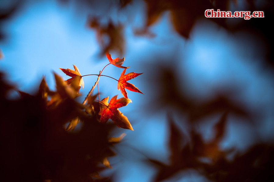 Tens of thousands of people on Sunday rush to the Beigong National Forest Park in the west suburb of Beijing, the Chinese capital, to get an enjoyable glimpse of maple leaves that have already turned glowing golden in late autumn. [Photo / Chen Boyuan China.org.cn ]