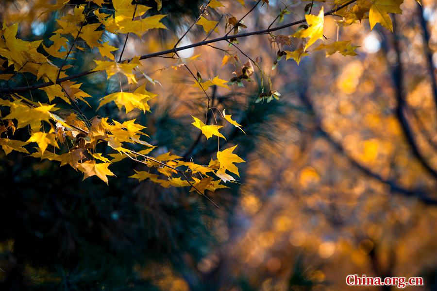 Tens of thousands of people on Sunday rush to the Beigong National Forest Park in the west suburb of Beijing, the Chinese capital, to get an enjoyable glimpse of maple leaves that have already turned glowing golden in late autumn. [Photo / Chen Boyuan China.org.cn ]