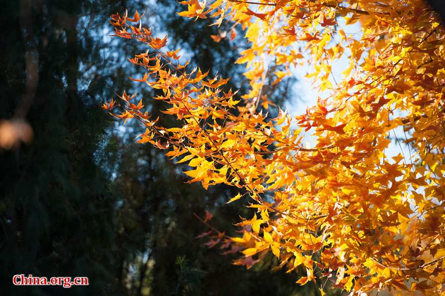 Tens of thousands of people on Sunday rush to the Beigong National Forest Park in the west suburb of Beijing, the Chinese capital, to get an enjoyable glimpse of maple leaves that have already turned glowing golden in late autumn. [Photo / Chen Boyuan China.org.cn ]