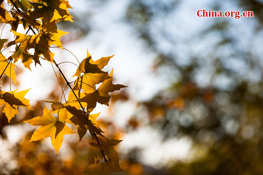 Tens of thousands of people on Sunday rush to the Beigong National Forest Park in the west suburb of Beijing, the Chinese capital, to get an enjoyable glimpse of maple leaves that have already turned glowing golden in late autumn. [Photo / Chen Boyuan China.org.cn ]