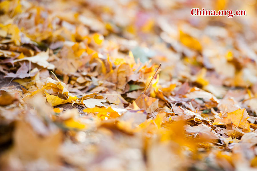 Tens of thousands of people on Sunday rush to the Beigong National Forest Park in the west suburb of Beijing, the Chinese capital, to get an enjoyable glimpse of maple leaves that have already turned glowing golden in late autumn. [Photo / Chen Boyuan China.org.cn ]