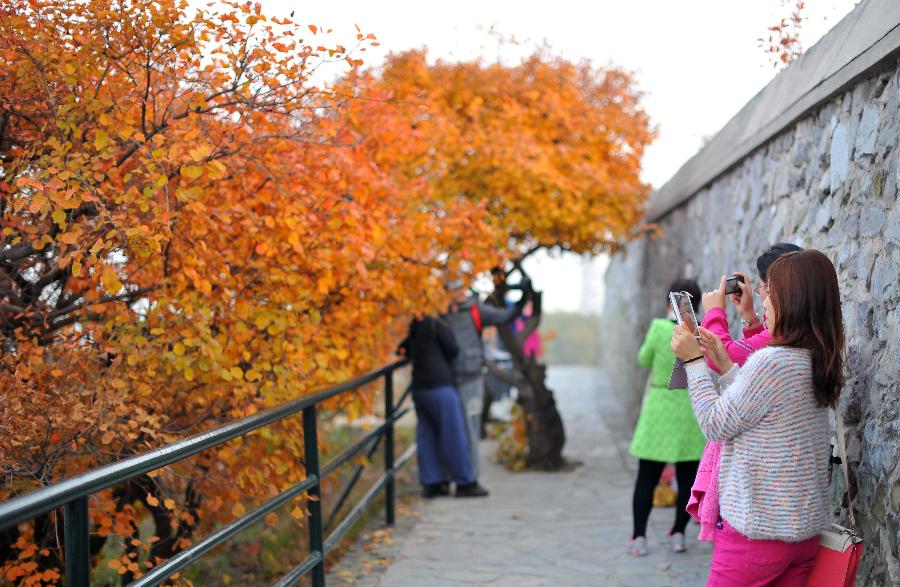 CHINA-BEIJING-AUTUMN SCENERY (CN)