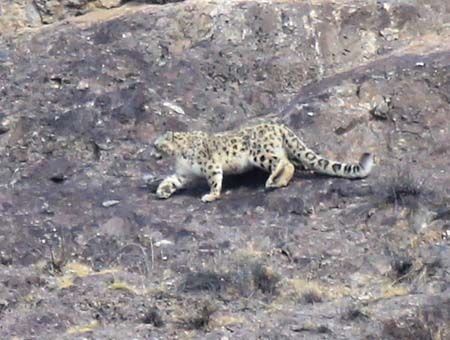 Snow leopard hunting photographed in Xinjiang