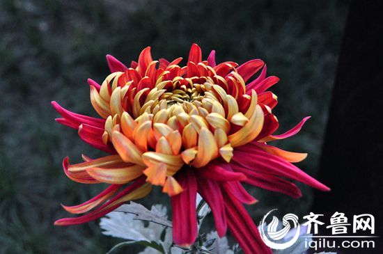 Chrysanthemum flowers brighten Baotu Spring Park