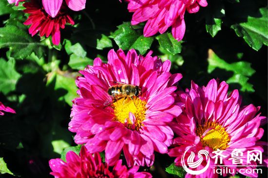 Chrysanthemum flowers brighten Baotu Spring Park