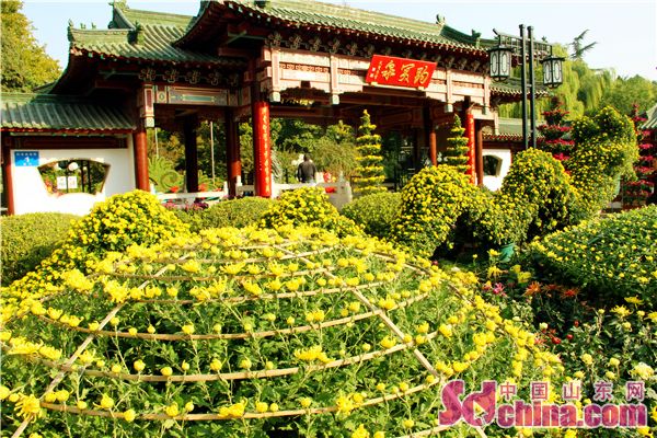 Chrysanthemum flowers brighten Baotu Spring Park