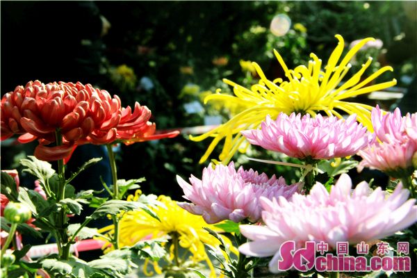 Chrysanthemum flowers brighten Baotu Spring Park