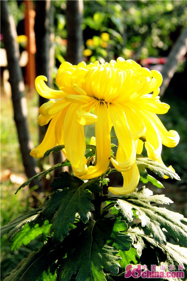 Chrysanthemum flowers brighten Baotu Spring Park