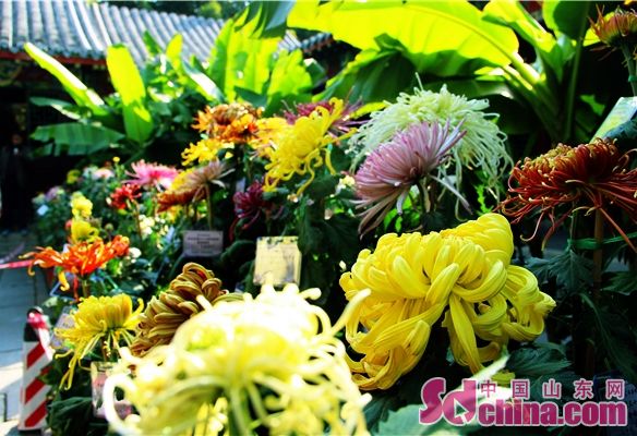 Chrysanthemum flowers brighten Baotu Spring Park