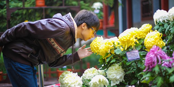 Chrysanthemum flowers brighten Baotu Spring Park