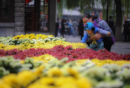 Chrysanthemum flowers brighten Baotu Spring Park