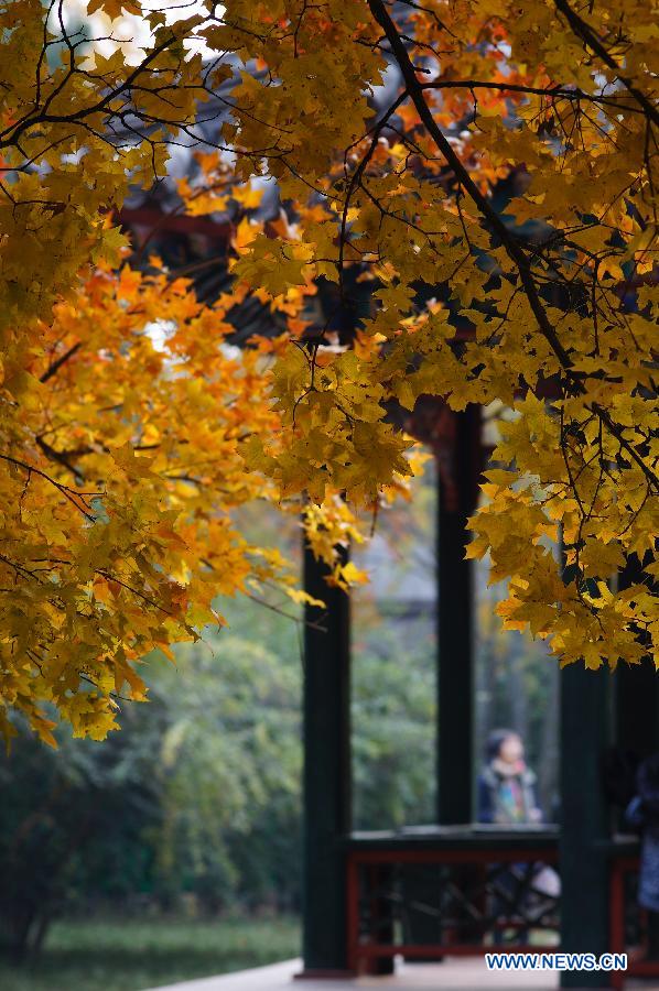 #CHINA-BEIJING-AUTUMN SCENERY (CN)