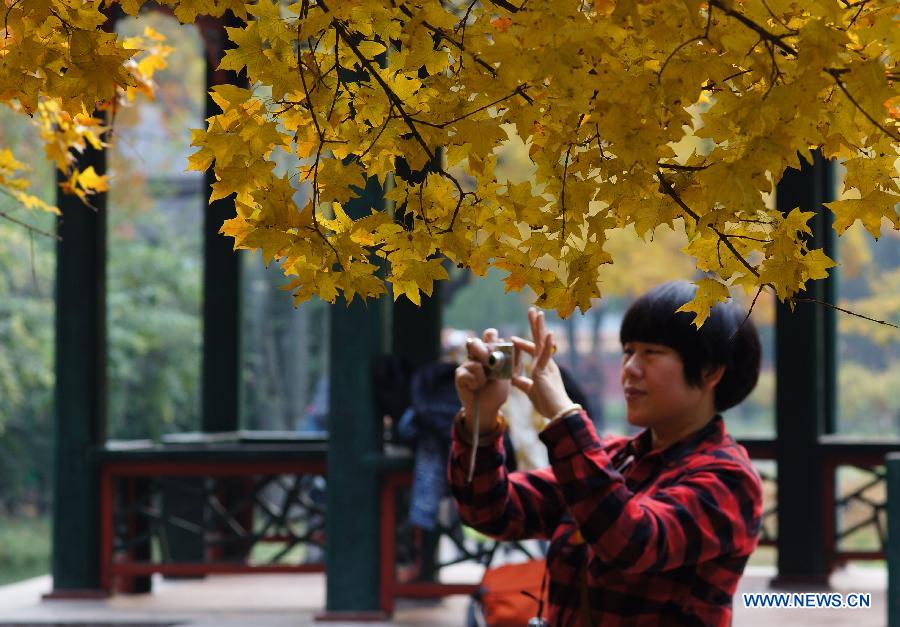 #CHINA-BEIJING-AUTUMN SCENERY (CN)