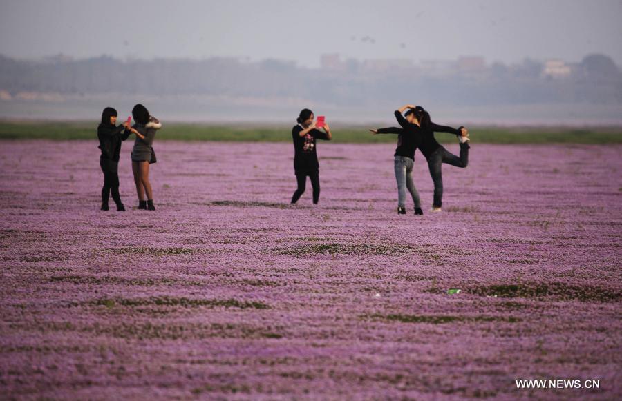 #CHINA-JIANGXI-JIUJIANG-POYANG LAKE-KNOTWEED FLOWER (CN)