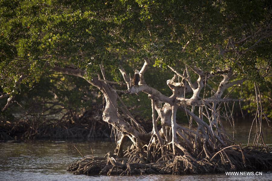 US-FLORIDA-EVERGLADES NATIONAL PARK