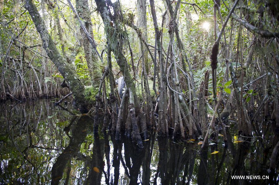 US-FLORIDA-EVERGLADES NATIONAL PARK