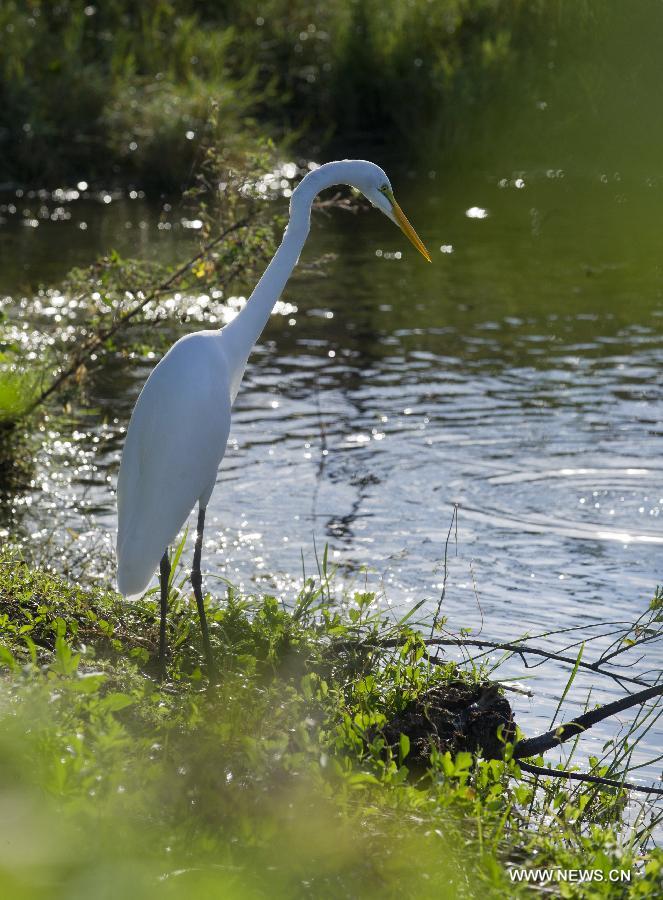 US-FLORIDA-EVERGLADES NATIONAL PARK