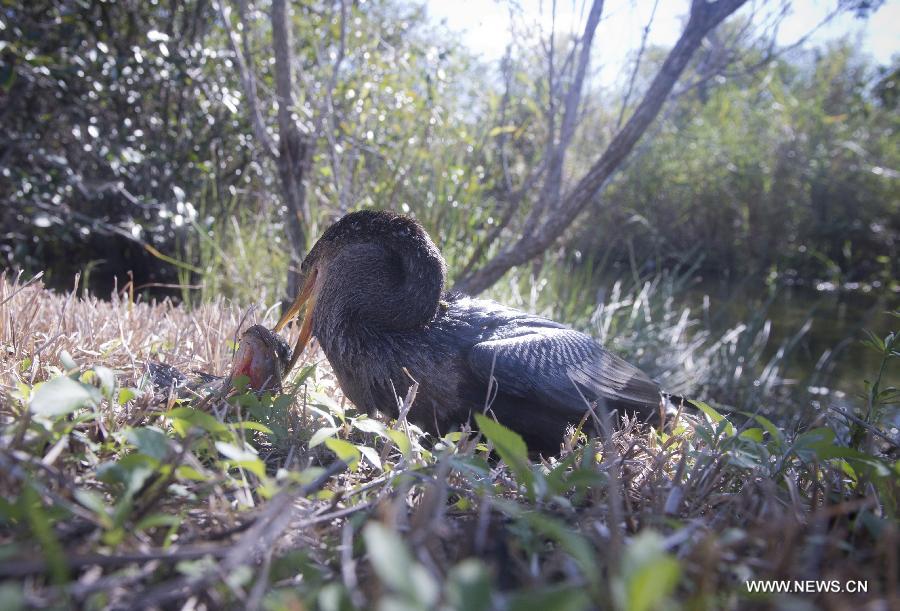 US-FLORIDA-EVERGLADES NATIONAL PARK