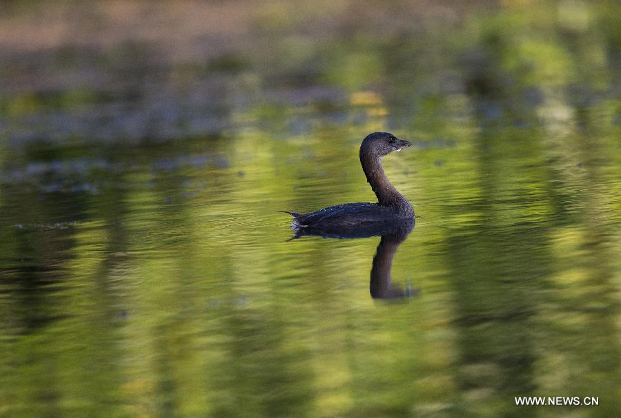 US-FLORIDA-EVERGLADES NATIONAL PARK