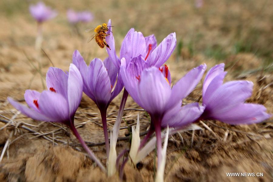 KASHMIR-SRINAGAR-SAFFRON-HARVEST SEASON