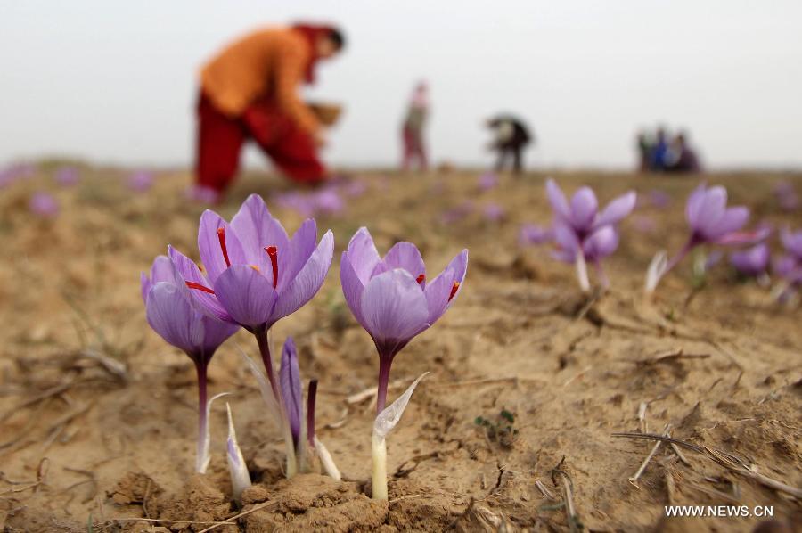 Saffron flowers harvest in Indiancontrolled Kashmir