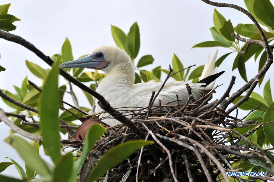 SOLOMON ISLANDS-EAST RENNELL-BIRDS