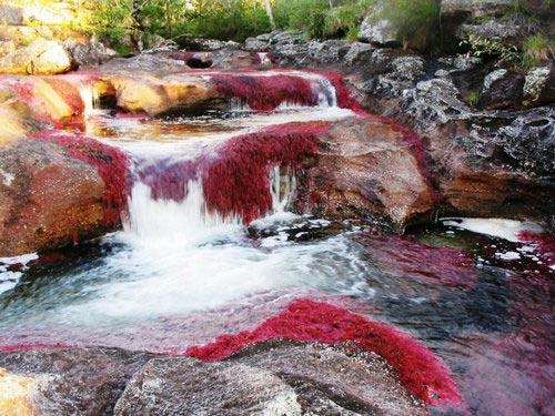 Caño Cristales, one of the 'top 15 best rivers in the world for travelers' by China.org.cn.