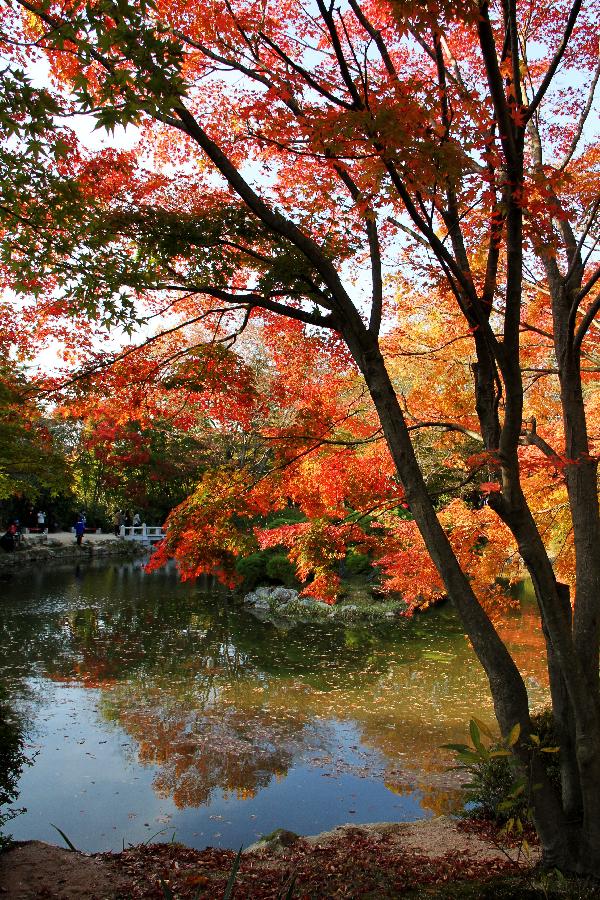 SOUTH KOREA-GYEONGJU-AUTUMN