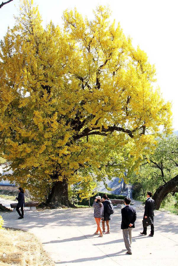 SOUTH KOREA-GYEONGJU-AUTUMN