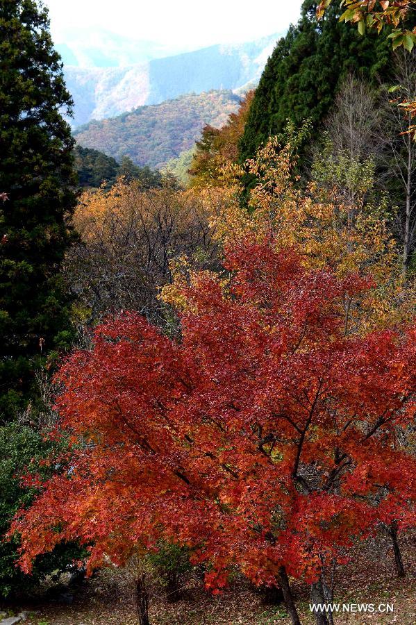 JAPAN-TOKYO-SCENERY