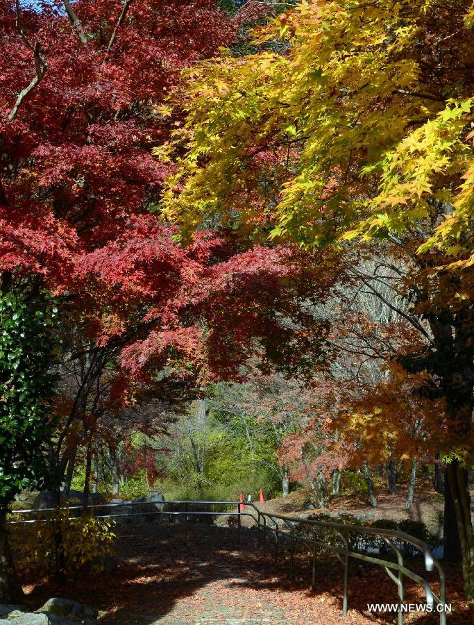 JAPAN-TOKYO-SCENERY