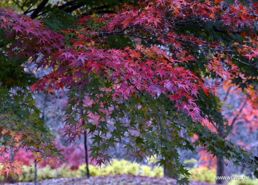 JAPAN-TOKYO-SCENERY