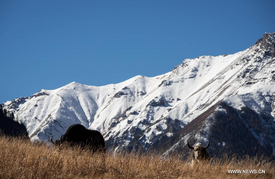 Photo taken on Nov. 17 shows the scenery of the Gemu Prairie in Batang County, southwest China's Sichuan Province. 