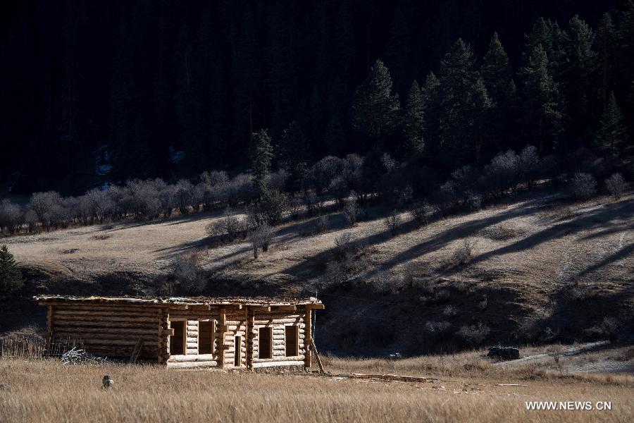 Photo taken on Nov. 17 shows the scenery of the Gemu Prairie in Batang County, southwest China's Sichuan Province. 