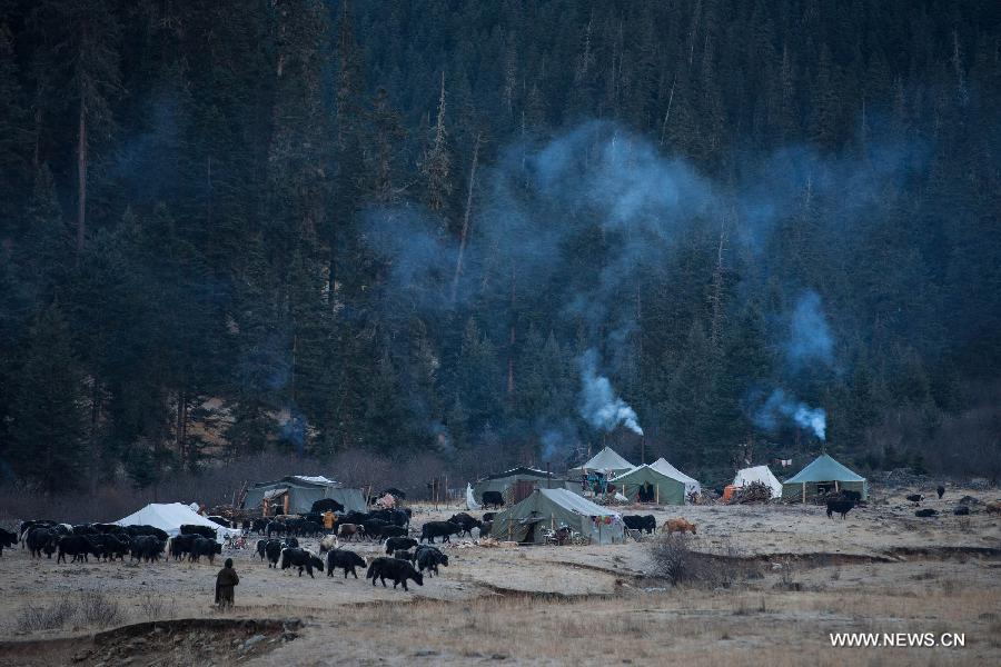 Photo taken on Nov. 17 shows the scenery of the Gemu Prairie in Batang County, southwest China's Sichuan Province. 