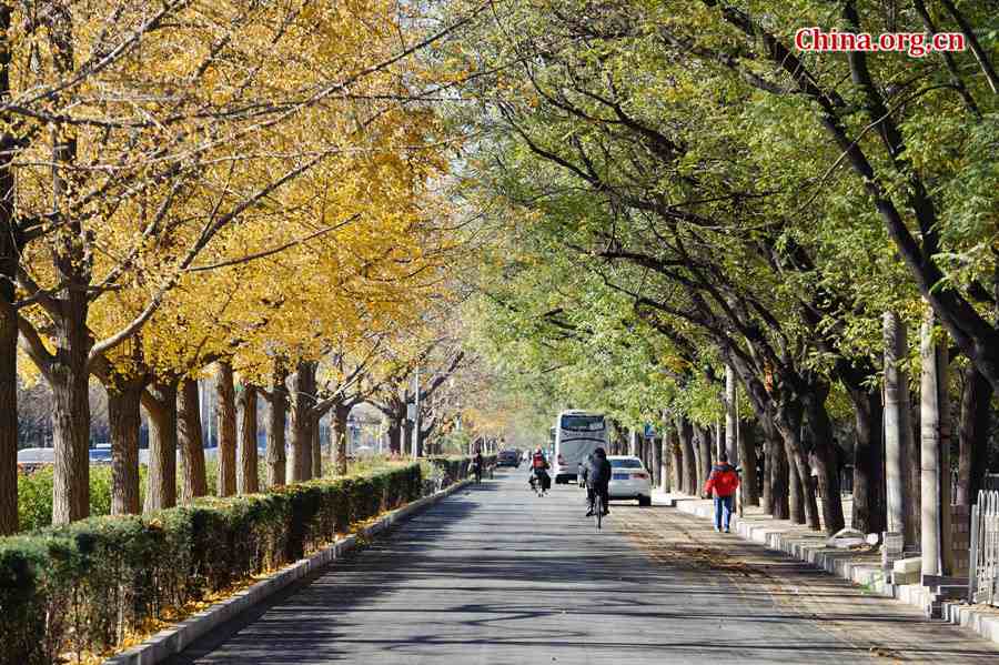 In early winter, the Chinese capital of Beijing takes on a serene view. [Photo by Chen Boyuan / China.org.cn]