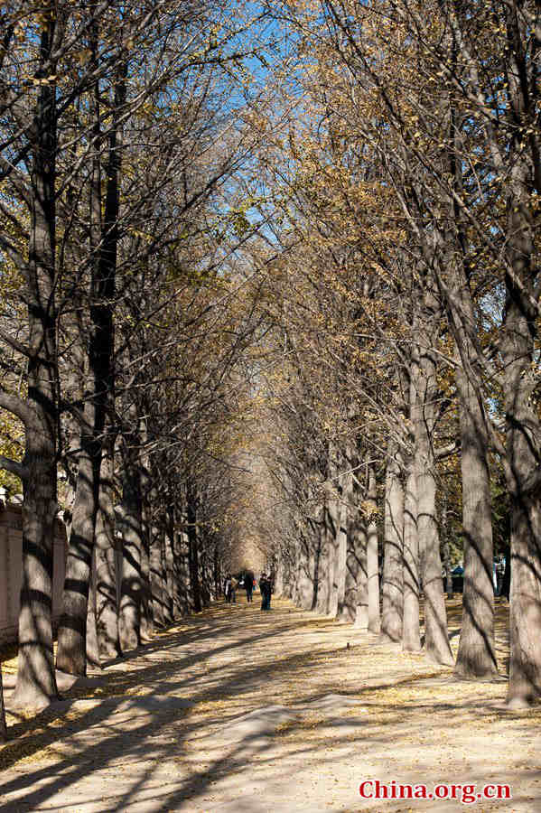 In early winter, the Chinese capital of Beijing takes on a serene view. [Photo by Chen Boyuan / China.org.cn]