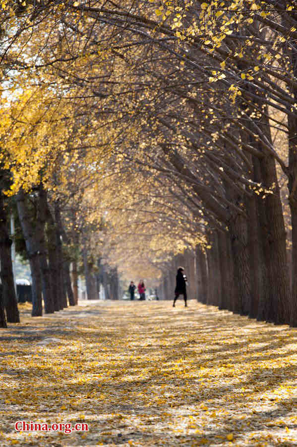 In early winter, the Chinese capital of Beijing takes on a serene view. [Photo by Chen Boyuan / China.org.cn]