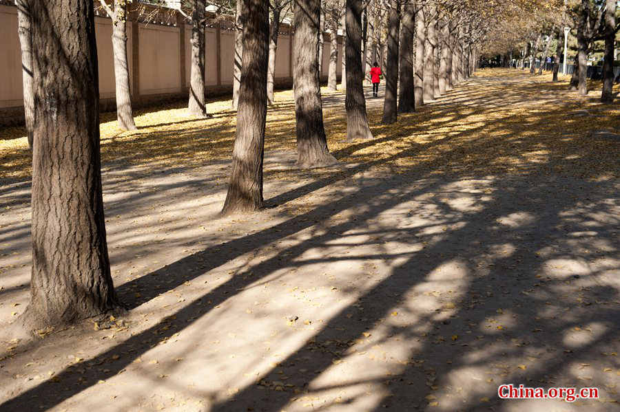 In early winter, the Chinese capital of Beijing takes on a serene view. [Photo by Chen Boyuan / China.org.cn]