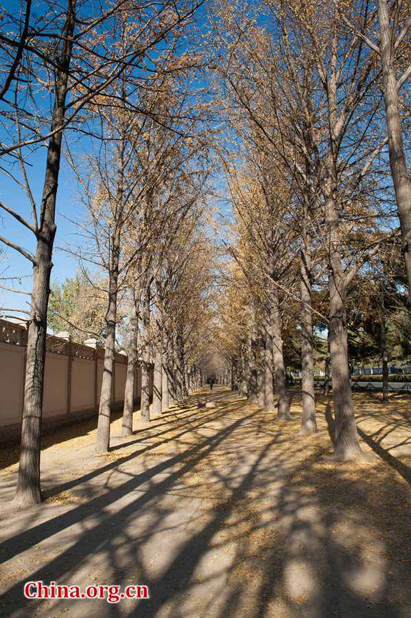 In early winter, the Chinese capital of Beijing takes on a serene view. [Photo by Chen Boyuan / China.org.cn]