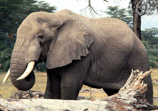 Elephant, one of the 'top 10 deadliest animals in the world' by China.org.cn.